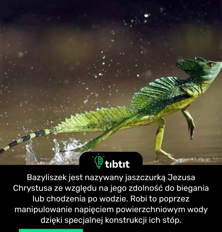 Bazyliszek jest nazywany jaszczurką Jezusa Chrystusa ze względu na jego zdolność do biegania lub chodzenia po wodzie. Robi to poprzez manipulowanie napięciem powierzchniowym wody dzięki specjalnej konstrukcji ich stóp.