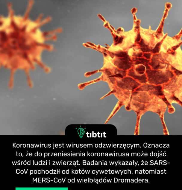 Koronawirus jest wirusem odzwierzęcym. Oznacza to, że do przeniesienia koronawirusa może dojść wśród ludzi i zwierząt. Badania wykazały, że SARS-CoV pochodził od kotów cywetowych, natomiast MERS-CoV od wielbłądów Dromadera.