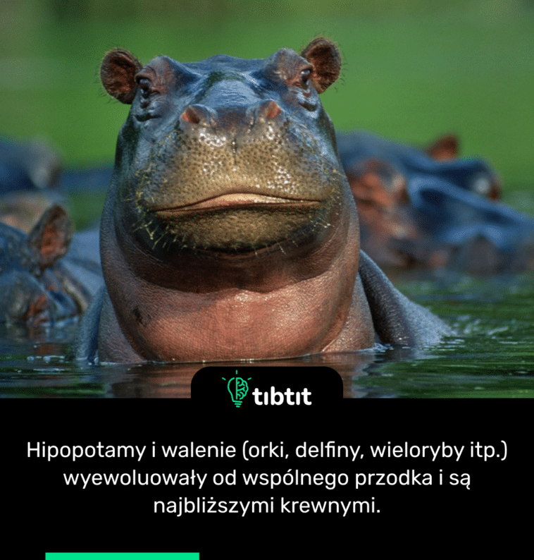 Hipopotamy i walenie (orki, delfiny, wieloryby itp.) wyewoluowały od wspólnego przodka i są najbliższymi krewnymi.