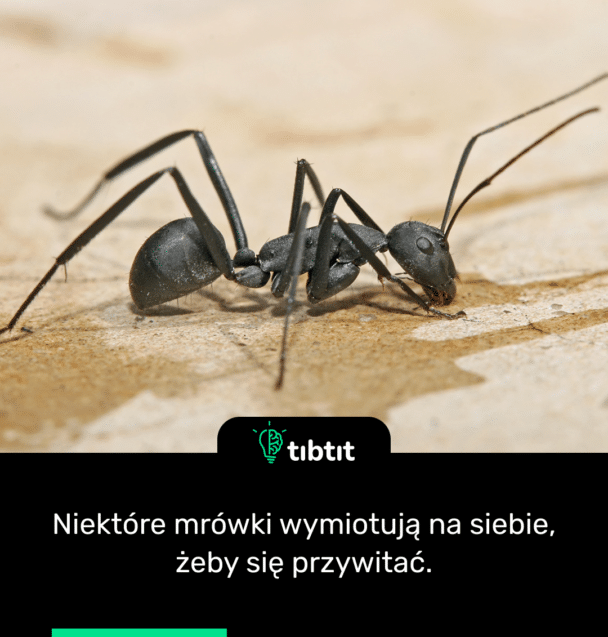 Niektóre mrówki wymiotują na siebie, żeby się przywitać.