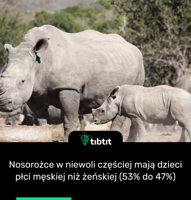 Nosorożce w niewoli częściej mają dzieci płci męskiej niż żeńskiej (53% do 47%)