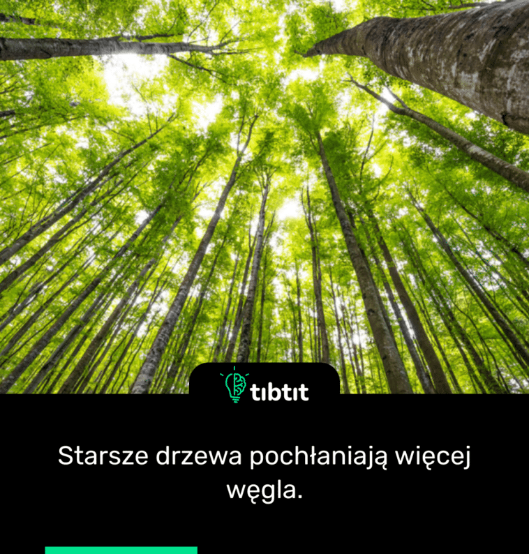 Starsze drzewa pochłaniają więcej węgla.
