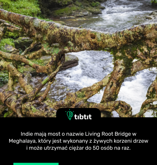 Indie mają most o nazwie Living Root Bridge w Meghalaya, który jest wykonany z żywych korzeni drzew i może utrzymać ciężar do 50 osób na raz.