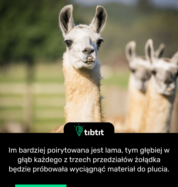 Im bardziej poirytowana jest lama, tym głębiej w głąb każdego z trzech przedziałów żołądka będzie próbowała wyciągnąć materiał do plucia.