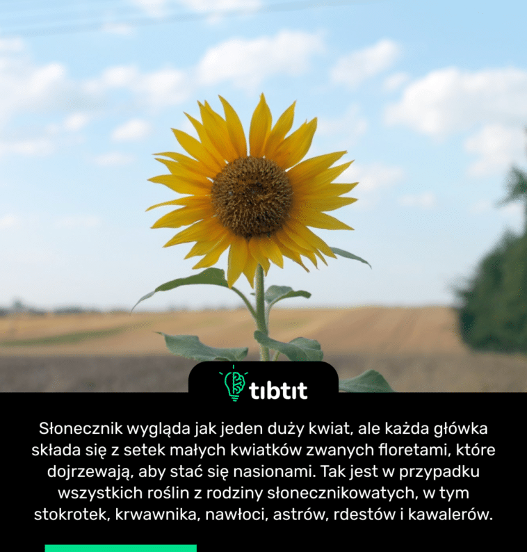Słonecznik wygląda jak jeden duży kwiat, ale każda główka składa się z setek małych kwiatków zwanych floretami, które dojrzewają, aby stać się nasionami. Tak jest w przypadku wszystkich roślin z rodziny słonecznikowatych, w tym stokrotek, krwawnika, nawłoci, astrów, rdestów i kawalerów.