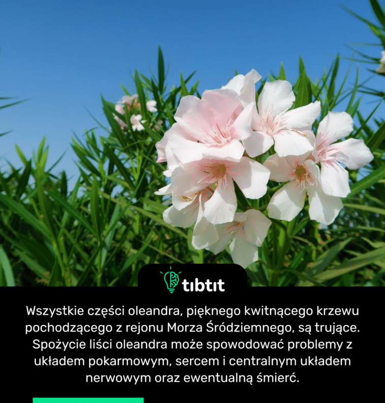 Wszystkie części oleandra, pięknego kwitnącego krzewu pochodzącego z rejonu Morza Śródziemnego, są trujące. Spożycie liści oleandra może spowodować problemy z układem pokarmowym, sercem i centralnym układem nerwowym oraz ewentualną śmierć.