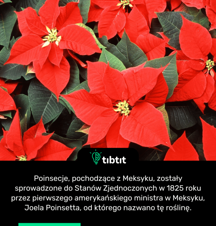 Poinsecje, pochodzące z Meksyku, zostały sprowadzone do Stanów Zjednoczonych w 1825 roku przez pierwszego amerykańskiego ministra w Meksyku, Joela Poinsetta, od którego nazwano tę roślinę.