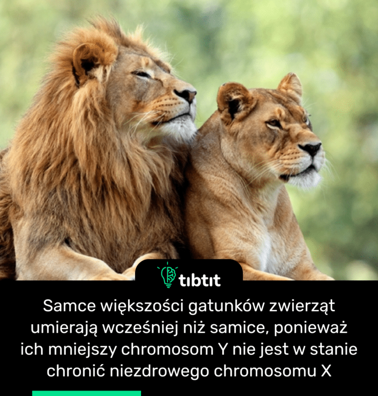 Samce większości gatunków zwierząt umierają wcześniej niż samice, ponieważ ich mniejszy chromosom Y nie jest w stanie chronić niezdrowego chromosomu X