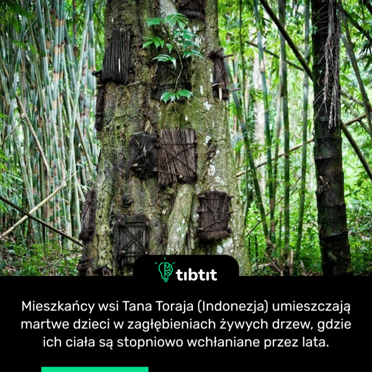 Mieszkańcy wsi Tana Toraja (Indonezja) umieszczają martwe dzieci w zagłębieniach żywych drzew, gdzie ich ciała są stopniowo wchłaniane przez lata.