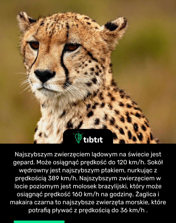 Najszybszym zwierzęciem lądowym na świecie jest gepard. Może osiągnąć prędkość do 120 km/h. Sokół wędrowny jest najszybszym ptakiem, nurkując z prędkością 389 km/h. Najszybszym zwierzęciem w locie poziomym jest molosek brazylijski, który może osiągnąć prędkość 160 km/h na godzinę. Żaglica i makaira czarna to najszybsze zwierzęta morskie, które potrafią pływać z prędkością do 36 km/h .