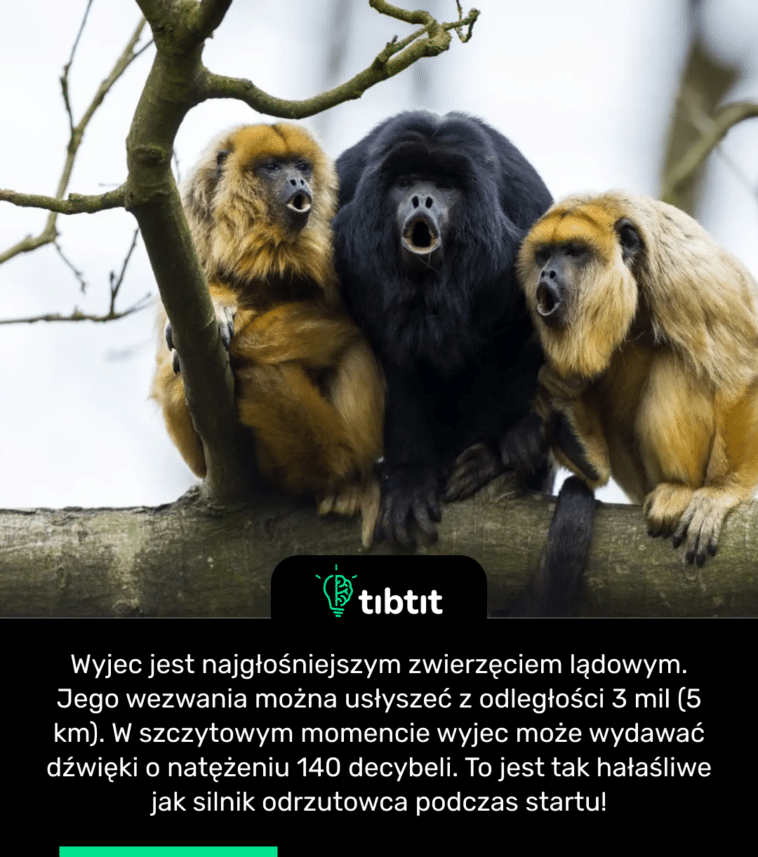 Wyjec jest najgłośniejszym zwierzęciem lądowym. Jego wezwania można usłyszeć z odległości 3 mil (5 km). W szczytowym momencie wyjec może wydawać dźwięki o natężeniu 140 decybeli. To jest tak hałaśliwe jak silnik odrzutowca podczas startu!