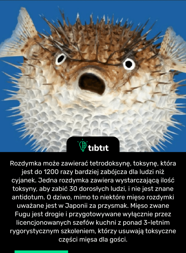 Rozdymka może zawierać tetrodoksynę, toksynę, która jest do 1200 razy bardziej zabójcza dla ludzi niż cyjanek. Jedna rozdymka zawiera wystarczającą ilość toksyny, aby zabić 30 dorosłych ludzi, i nie jest znane antidotum. O dziwo, mimo to niektóre mięso rozdymki uważane jest w Japonii za przysmak. Mięso zwane Fugu jest drogie i przygotowywane wyłącznie przez licencjonowanych szefów kuchni z ponad 3-letnim rygorystycznym szkoleniem, którzy usuwają toksyczne części mięsa dla gości.