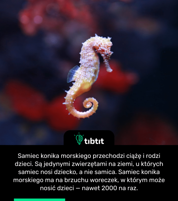 Samiec konika morskiego przechodzi ciążę i rodzi dzieci. Są jedynymi zwierzętami na ziemi, u których samiec nosi dziecko, a nie samica. Samiec konika morskiego ma na brzuchu woreczek, w którym może nosić dzieci — nawet 2000 na raz.