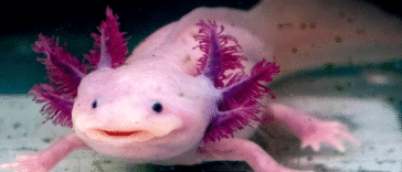 Aksolotle potrafią regenerować utracone kończyny i narządy ciała. Ta sama kończyna może im odrosnąć do 5 razy, a nawet mogą zregenerować części mózgu.