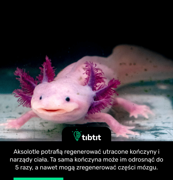 Aksolotle potrafią regenerować utracone kończyny i narządy ciała. Ta sama kończyna może im odrosnąć do 5 razy, a nawet mogą zregenerować części mózgu.