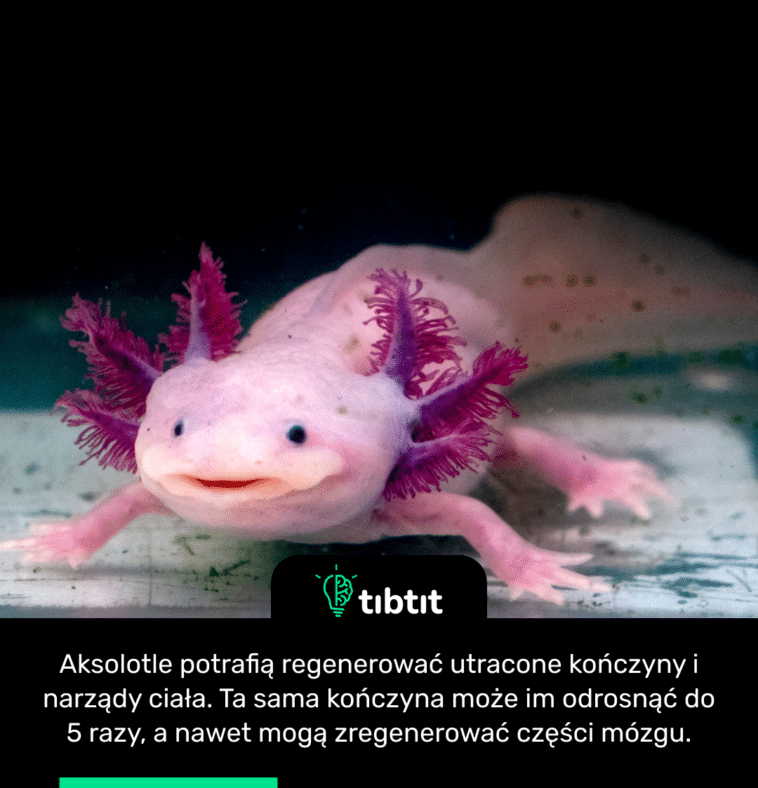Aksolotle potrafią regenerować utracone kończyny i narządy ciała. Ta sama kończyna może im odrosnąć do 5 razy, a nawet mogą zregenerować części mózgu.