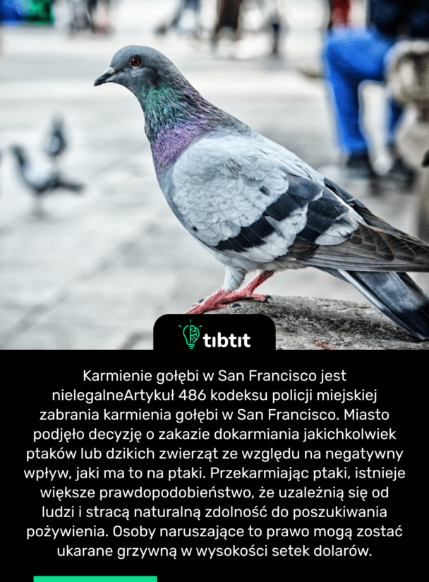 Karmienie gołębi w San Francisco jest nielegalne Artykuł 486 kodeksu policji miejskiej zabrania karmienia gołębi w San Francisco. Miasto podjęło decyzję o zakazie dokarmiania jakichkolwiek ptaków lub dzikich zwierząt ze względu na negatywny wpływ, jaki ma to na ptaki. Przekarmiając ptaki, istnieje większe prawdopodobieństwo, że uzależnią się od ludzi i stracą naturalną zdolność do poszukiwania pożywienia. Osoby naruszające to prawo mogą zostać ukarane grzywną w wysokości setek dolarów.