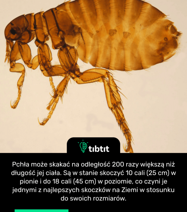 Pchła może skakać na odległość 200 razy większą niż długość jej ciała. Są w stanie skoczyć 10 cali (25 cm) w pionie i do 18 cali (45 cm) w poziomie, co czyni je jednymi z najlepszych skoczków na Ziemi w stosunku do swoich rozmiarów.