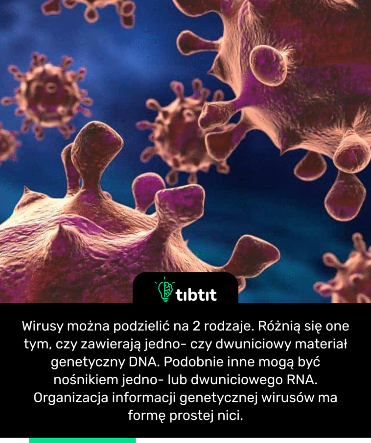 Wirusy można podzielić na 2 rodzaje. Różnią się one tym, czy zawierają jedno- czy dwuniciowy materiał genetyczny DNA. Podobnie inne mogą być nośnikiem jedno- lub dwuniciowego RNA. Organizacja informacji genetycznej wirusów ma formę prostej nici.