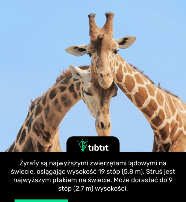 Żyrafy są najwyższymi zwierzętami lądowymi na świecie, osiągając wysokość 19 stóp (5,8 m). Struś jest najwyższym ptakiem na świecie. Może dorastać do 9 stóp (2,7 m) wysokości.