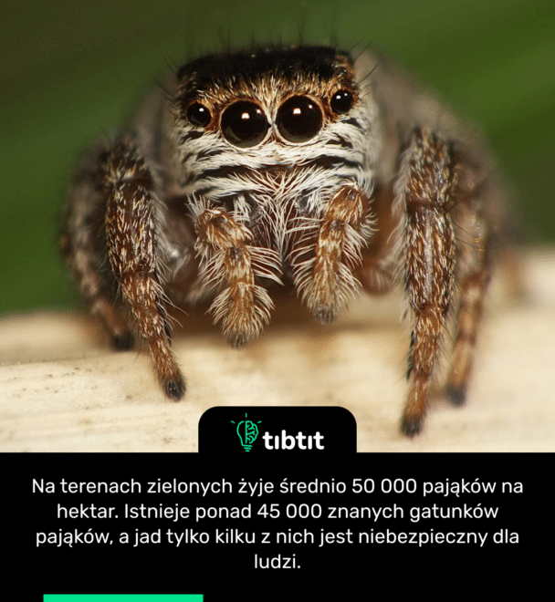 Na terenach zielonych żyje średnio 50 000 pająków na hektar. Istnieje ponad 45 000 znanych gatunków pająków, a jad tylko kilku z nich jest niebezpieczny dla ludzi.