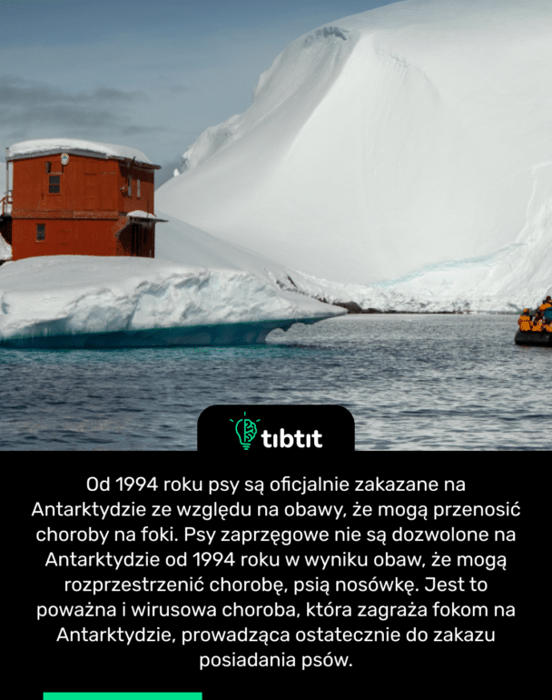 Od 1994 roku psy są oficjalnie zakazane na Antarktydzie ze względu na obawy, że mogą przenosić choroby na foki. Psy zaprzęgowe nie są dozwolone na Antarktydzie od 1994 roku w wyniku obaw, że mogą rozprzestrzenić chorobę, psią nosówkę. Jest to poważna i wirusowa choroba, która zagraża fokom na Antarktydzie, prowadząca ostatecznie do zakazu posiadania psów.