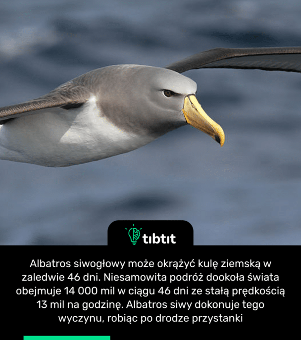 Albatros siwogłowy może okrążyć kulę ziemską w zaledwie 46 dni. Niesamowita podróż dookoła świata obejmuje 14 000 mil w ciągu 46 dni ze stałą prędkością 13 mil na godzinę. Albatros siwy dokonuje tego wyczynu, robiąc po drodze przystanki