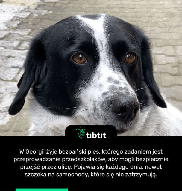 W Georgii żyje bezpański pies, którego zadaniem jest przeprowadzanie przedszkolaków, aby mogli bezpiecznie przejść przez ulicę. Pojawia się każdego dnia, nawet szczeka na samochody, które się nie zatrzymują.