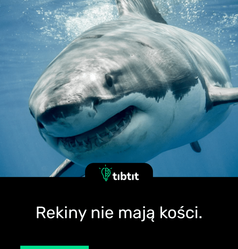 Rekiny nie mają kości.