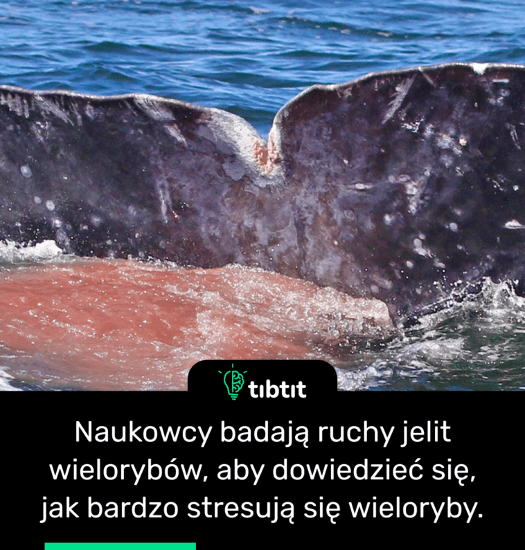 Naukowcy badają ruchy jelit wielorybów, aby dowiedzieć się, jak bardzo stresują się wieloryby.