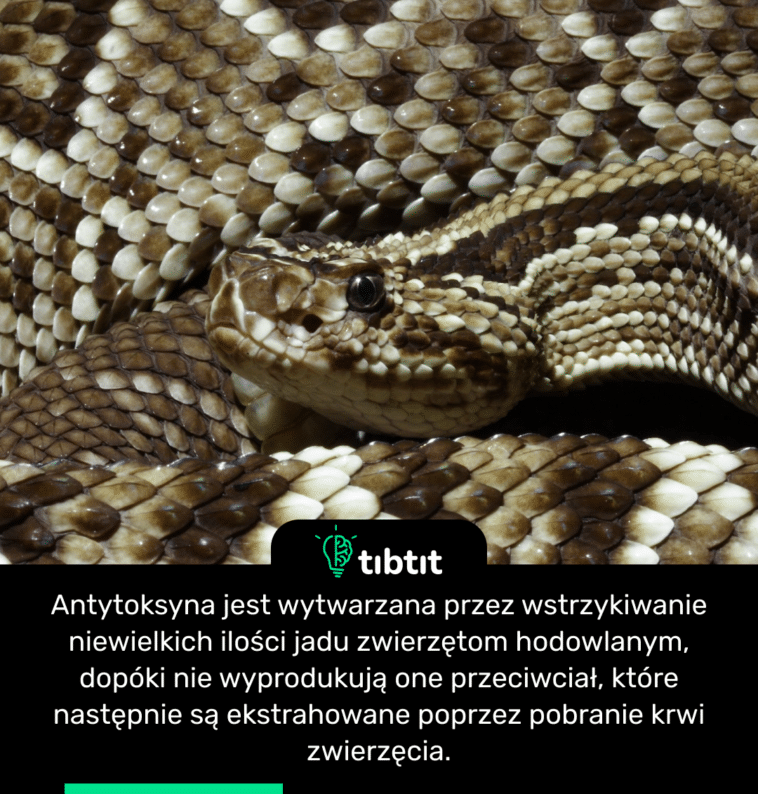 Antytoksyna jest wytwarzana przez wstrzykiwanie niewielkich ilości jadu zwierzętom hodowlanym, dopóki nie wyprodukują one przeciwciał, które następnie są ekstrahowane poprzez pobranie krwi zwierzęcia.