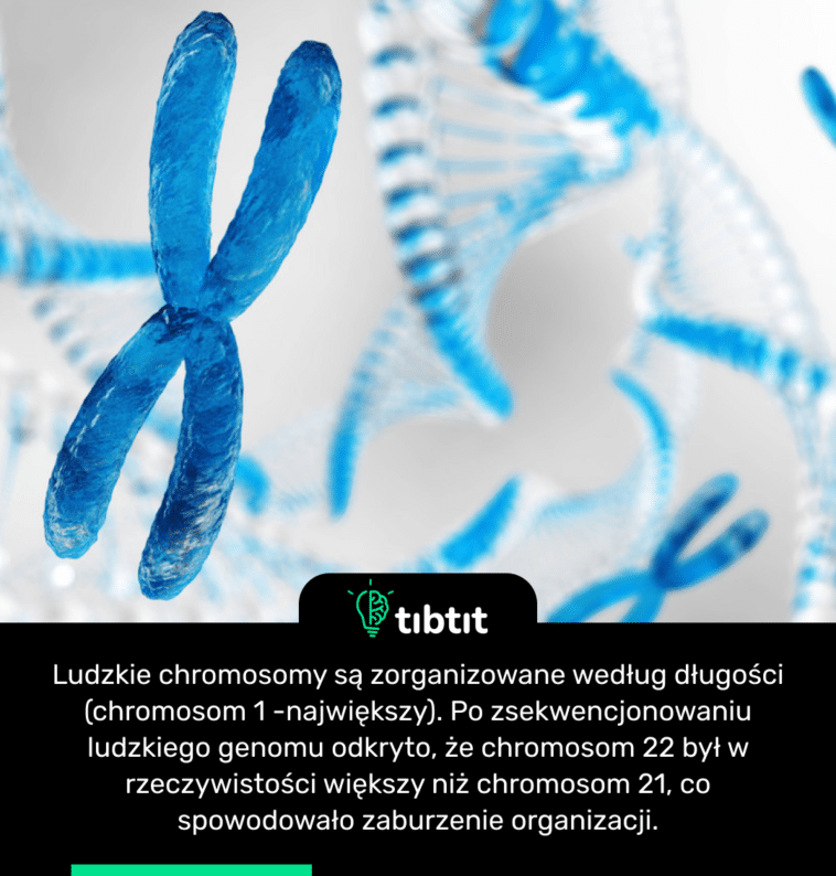 Ludzkie chromosomy są zorganizowane według długości (chromosom 1 -największy). Po zsekwencjonowaniu ludzkiego genomu odkryto, że chromosom 22 był w rzeczywistości większy niż chromosom 21, co spowodowało zaburzenie organizacji.