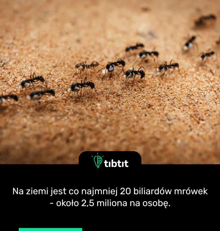 Na ziemi jest co najmniej 20 biliardów mrówek - około 2,5 miliona na osobę.