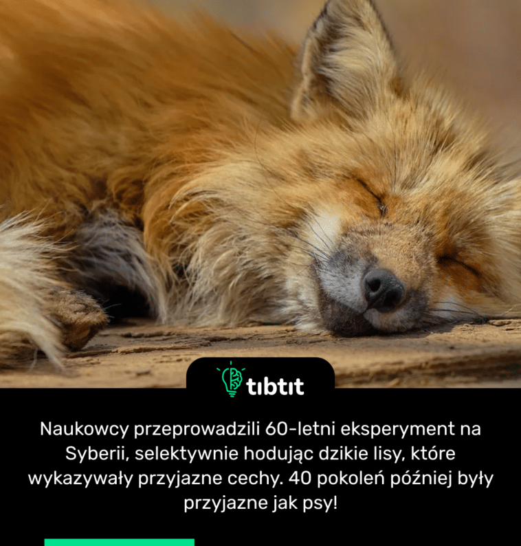Naukowcy przeprowadzili 60-letni eksperyment na Syberii, selektywnie hodując dzikie lisy, które wykazywały przyjazne cechy. 40 pokoleń później były przyjazne jak psy!