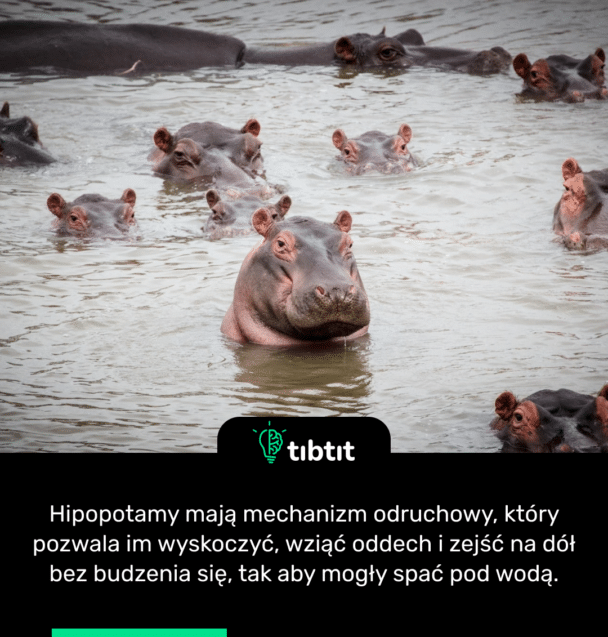 Hipopotamy mają mechanizm odruchowy, który pozwala im wyskoczyć, wziąć oddech i zejść na dół bez budzenia się, tak aby mogły spać pod wodą.