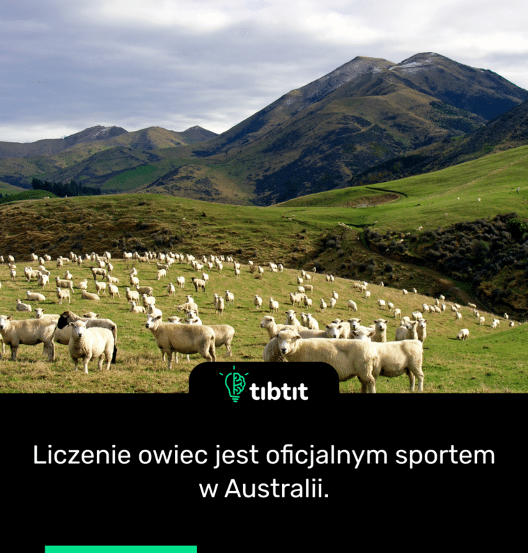 Liczenie owiec jest oficjalnym sportem w Australii.