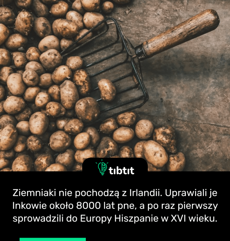 Ziemniaki nie pochodzą z Irlandii. Uprawiali je Inkowie około 8000 lat pne, a po raz pierwszy sprowadzili do Europy Hiszpanie w XVI wieku.