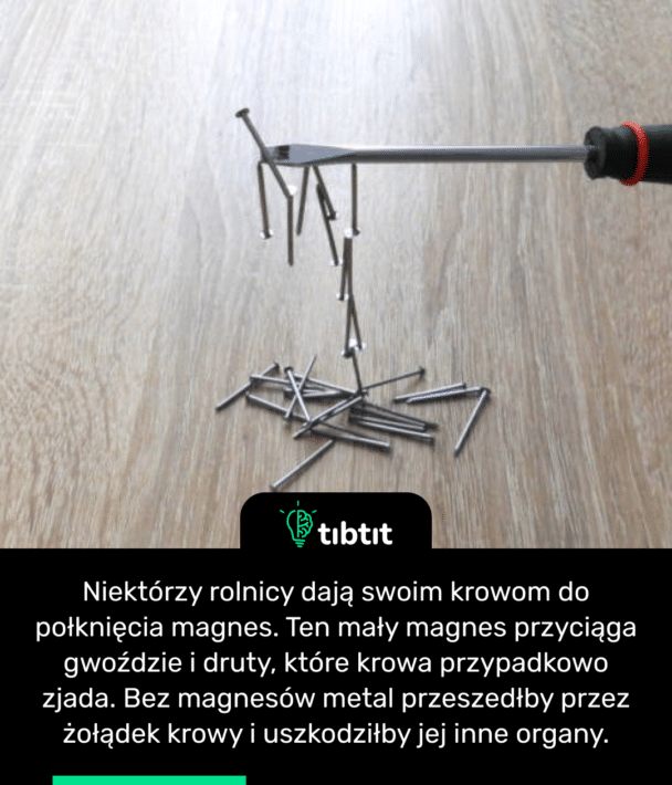 Niektórzy rolnicy dają swoim krowom do połknięcia magnes. Ten mały magnes przyciąga gwoździe i druty, które krowa przypadkowo zjada. Bez magnesów metal przeszedłby przez żołądek krowy i uszkodziłby jej inne organy.