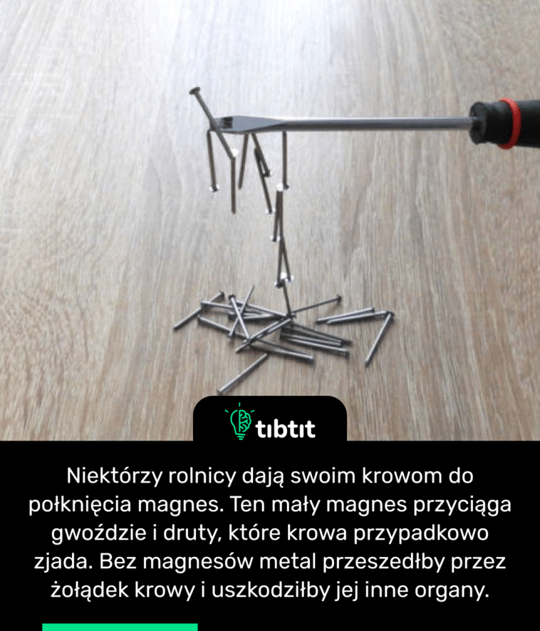 Niektórzy rolnicy dają swoim krowom do połknięcia magnes. Ten mały magnes przyciąga gwoździe i druty, które krowa przypadkowo zjada. Bez magnesów metal przeszedłby przez żołądek krowy i uszkodziłby jej inne organy.