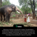 Najwyższy trzymany w niewoli słoń w Indiach, Thechikottukavu Ramachandran, którego właścicielem jest Thechikottukavu devasom, świątynia w indyjskim stanie Kerala. Thechi ma 316 cm wzrostu i jest największym trzymanym w niewoli słoniem w Indiach. Jego fani czule nazywają go Ekachatradhipathi (Jedynym Cesarzem).