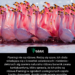 Flamingi nie są różowe. Rodzą się szare, ich dieta składająca się z krewetek solankowych i niebiesko-zielonych alg zawiera naturalny różowy barwnik zwany kantaksantyną, który sprawia, że ​​ich pióra są różowe. Flamingi w ogrodach zoologicznych często traciły ubarwienie, dopóki opiekunowie ogrodów zoologicznych nie uzupełnili ich diety.