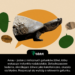 Arrau - jeden z nielicznych gatunków żółwi, który wykazuje instynkty rodzicielskie. Dotychczasowe badania, określające żółwie jako kakofoniczne, okazały się błędne. Rozpoczął się wyścig o ratowanie gatunku.