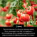 Sok pomidorowy to oficjalny stanowy napój Ohio, honorujący rolę A.W. Livingstona z Reynoldsburga, który odegrał szczególną rolę w popularyzacji pomidora pod koniec XIX wieku.