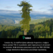 Uważa się, że kalifornijska sekwoja Hyperion, mająca nieco ponad 115 m wysokości, jest najwyższym drzewem na świecie. Wiek drzewa szacowany jest na 700-800 lat, a jego dokładna lokalizacja pozostaje tajemnicą.