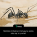 Niektóre mrówki wymiotują na siebie, żeby się przywitać.